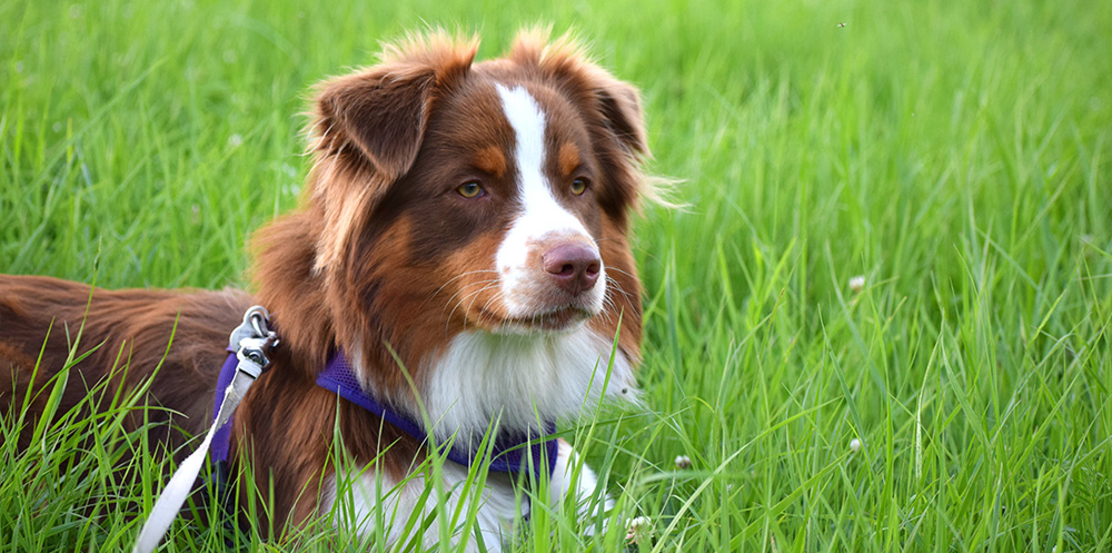 A dog in a harness sitting on the grass