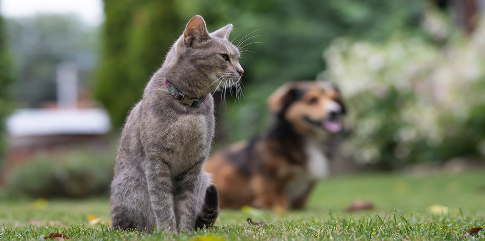 A cat and dog sitting on the grass