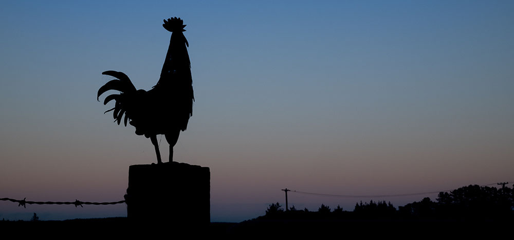 Silhouette of rooster on a fence