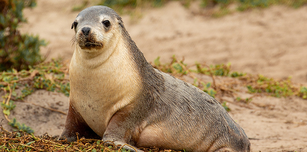 An Australian sealion