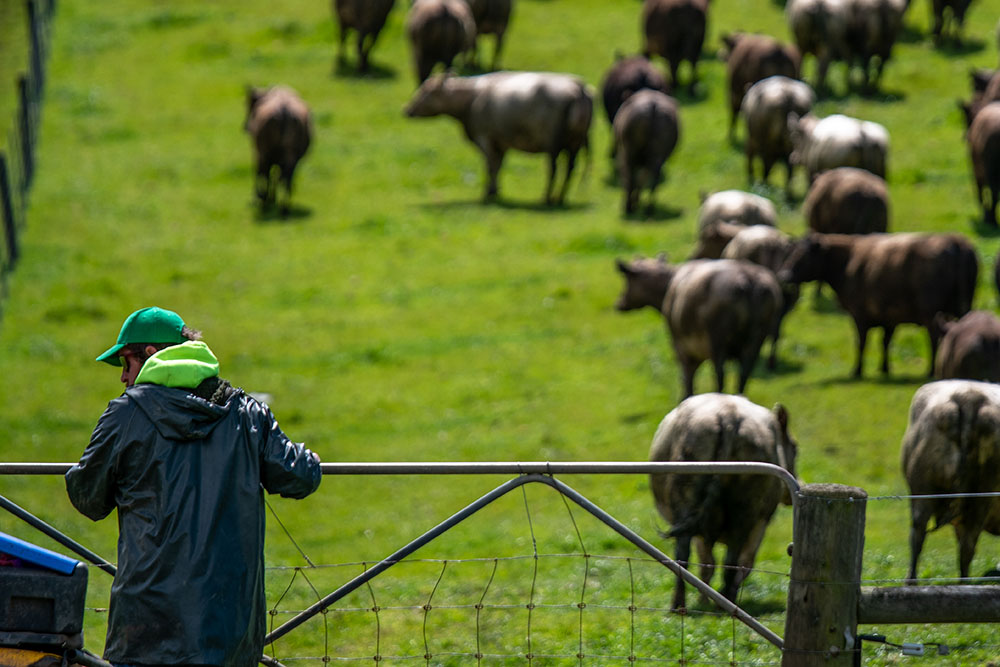 A farmer and his cattle