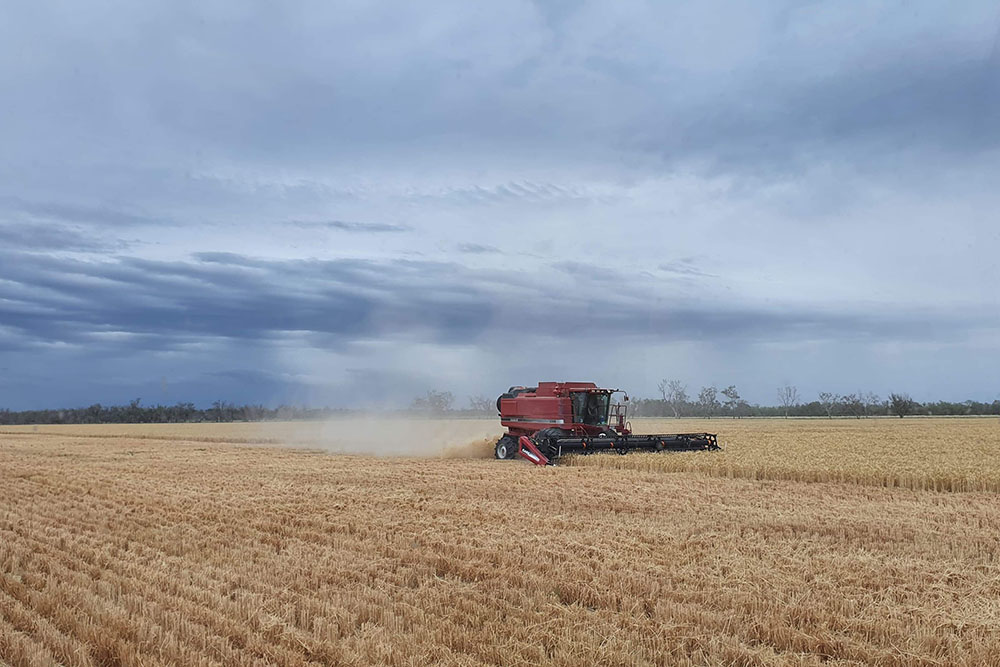 A harvester harvesting wheat