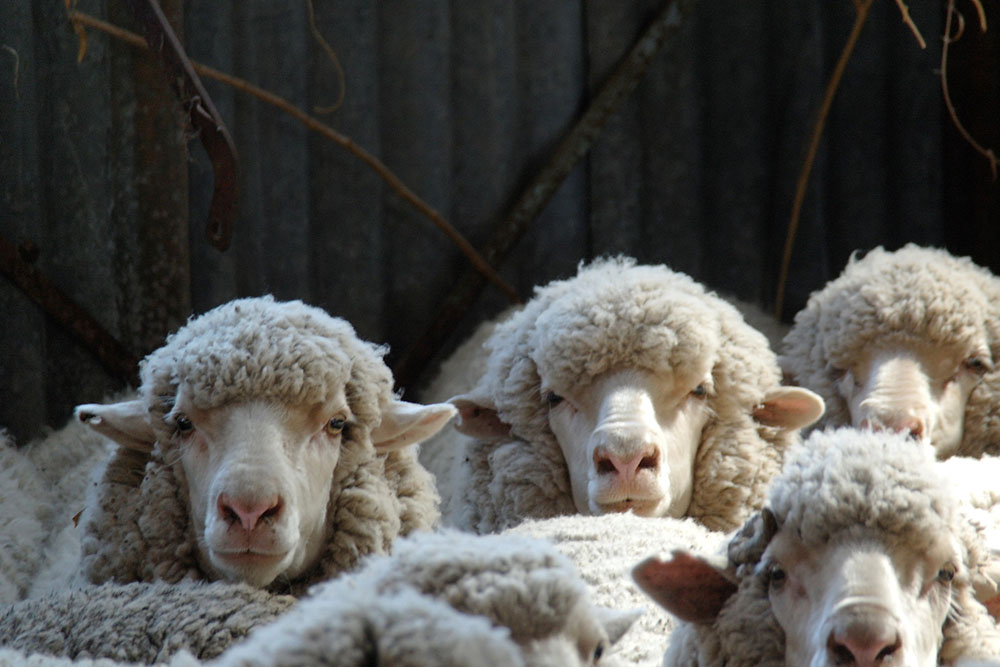 Many cute sheep faces