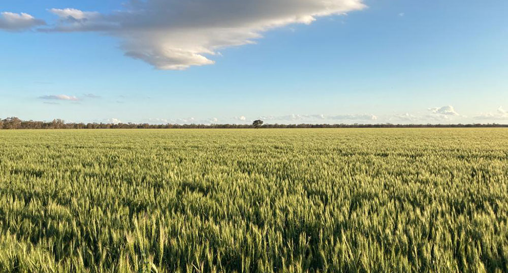 A field of green wheat with a blue sky