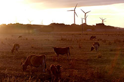 Cows on farm paddock