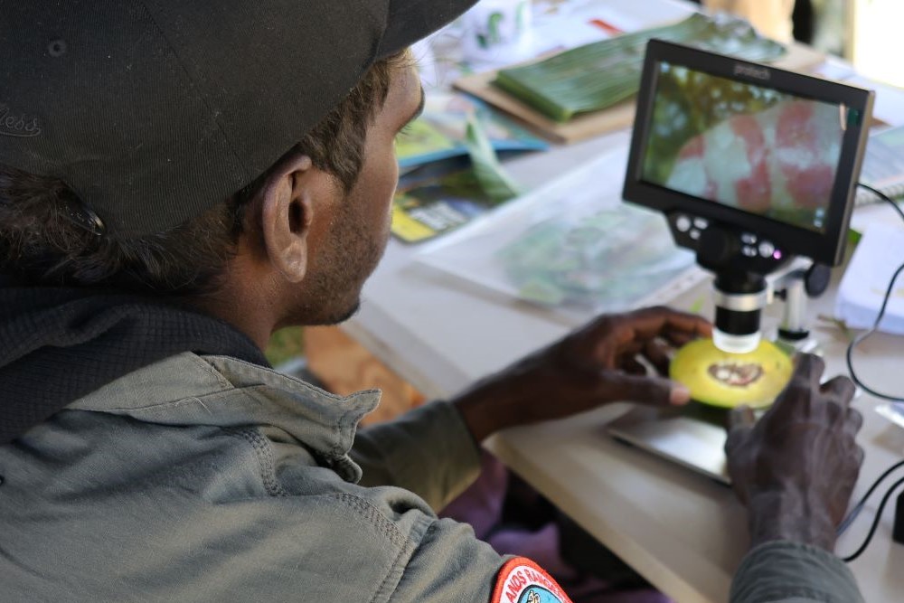 Crocodile Islands Ranger learning about red-banded mango caterpillar
