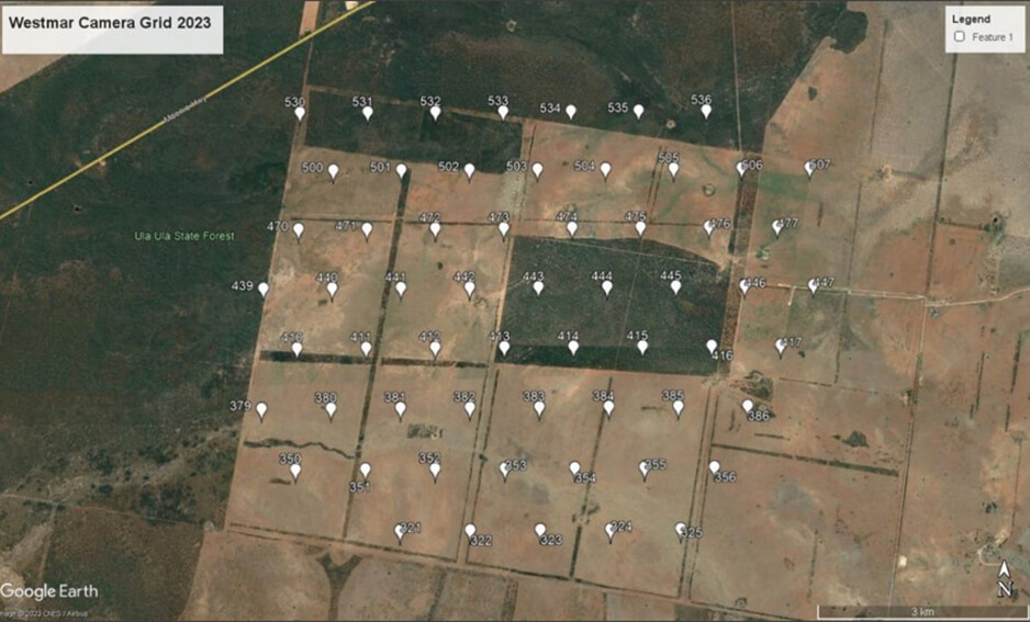 Locations of 60 camera traps deployed in a hexagonal grid pattern for detection of feral pig density