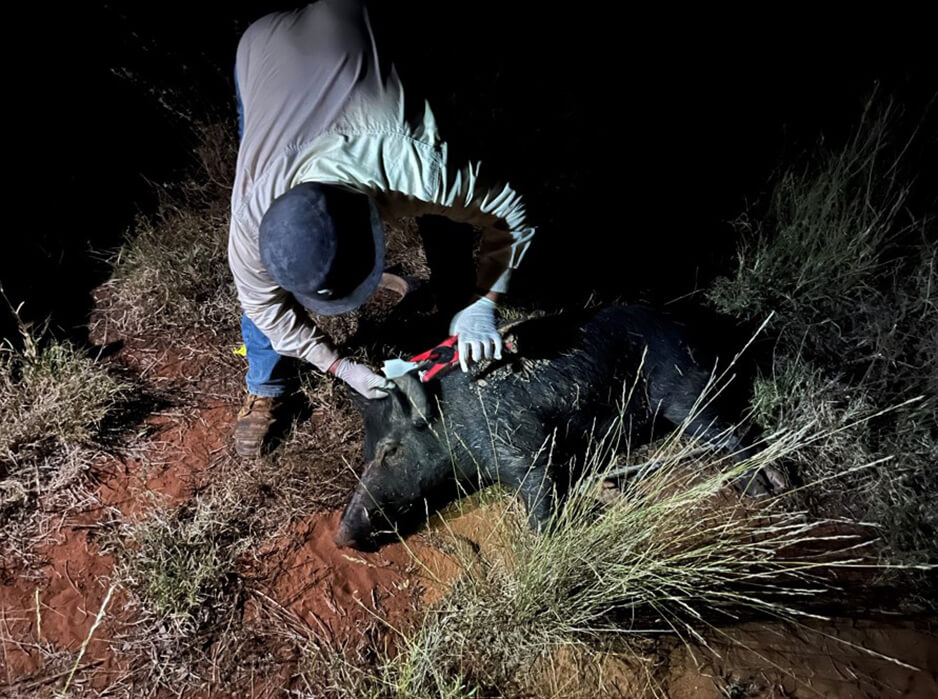 Sedated feral pig fitted with an ear-tag prior to release. Tagged and collared animals allow for identification of individuals with remote cameras . Photo: M. Gentle.