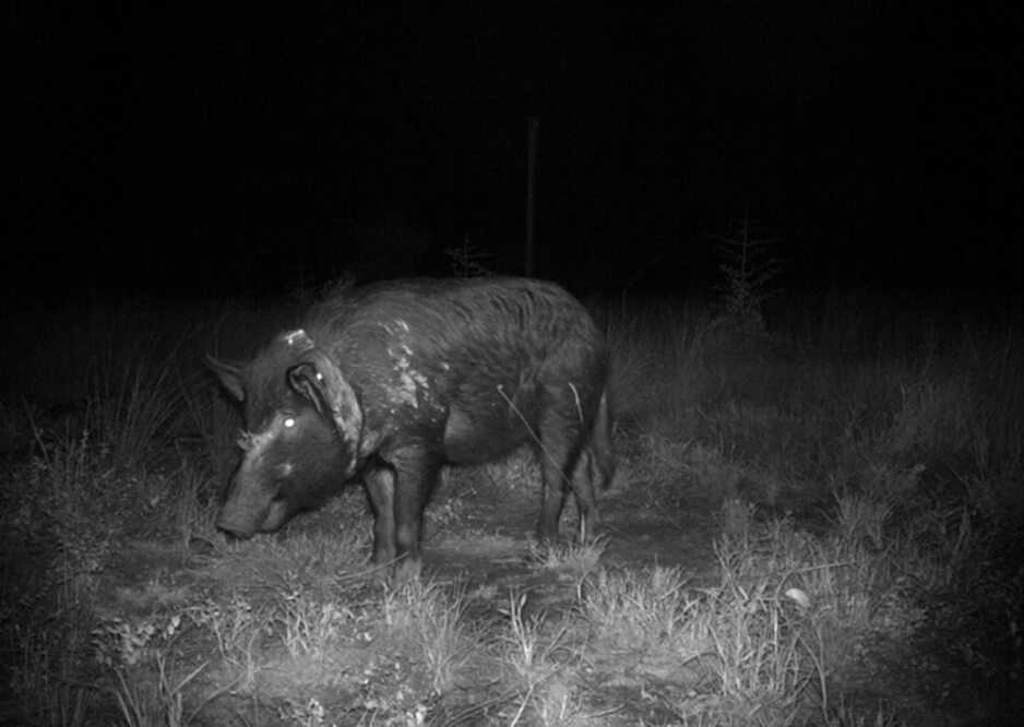 Feral pig fitted with a GPS collar photographed with a remote camera. Photo: L. Harriott
