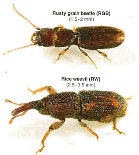 The two grain insects under study