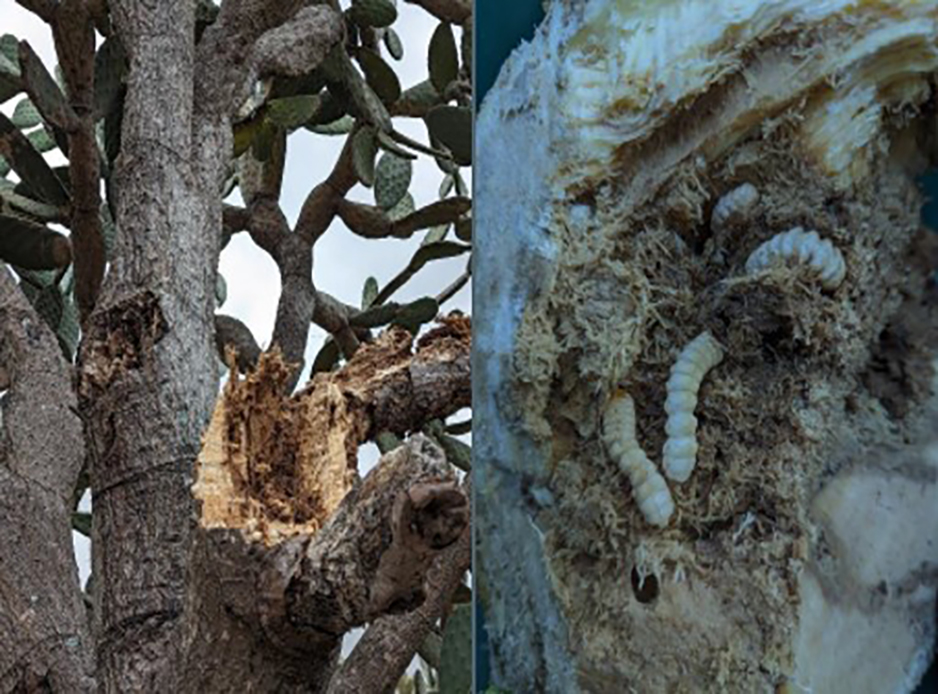 Damage caused by larval feeding of Lagocheirus on Opuntia branches.
