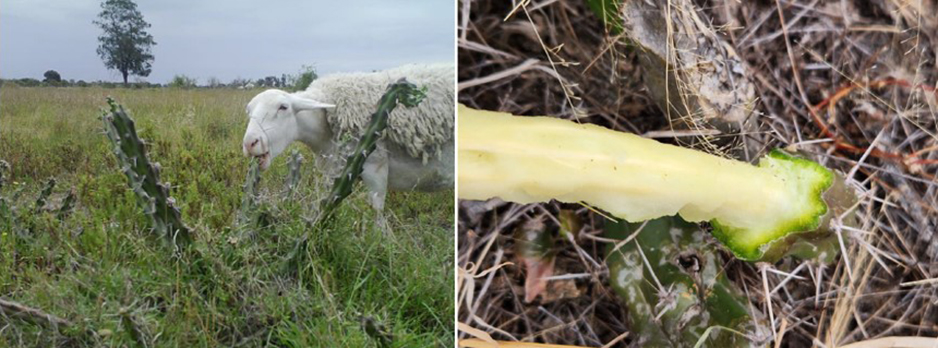 Sheep actively seeks out flower buds and new growing tips despite other available forage species, Removes the chunk of the stem, spit out the spine and access the inside flesh.