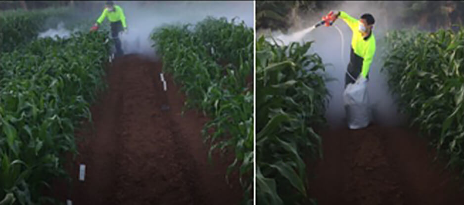 SAS application trials with newly designed powder blower to ensure SAS stick on FAW body and plant leaf surface.