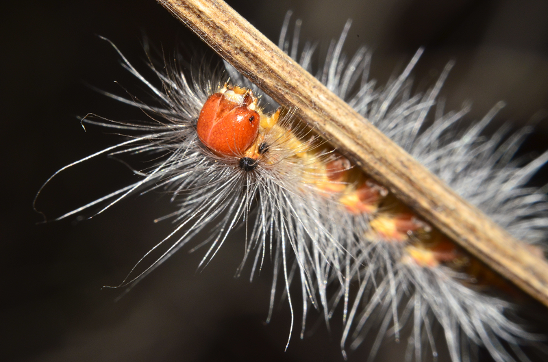 Close up of the Asian gypsy moth