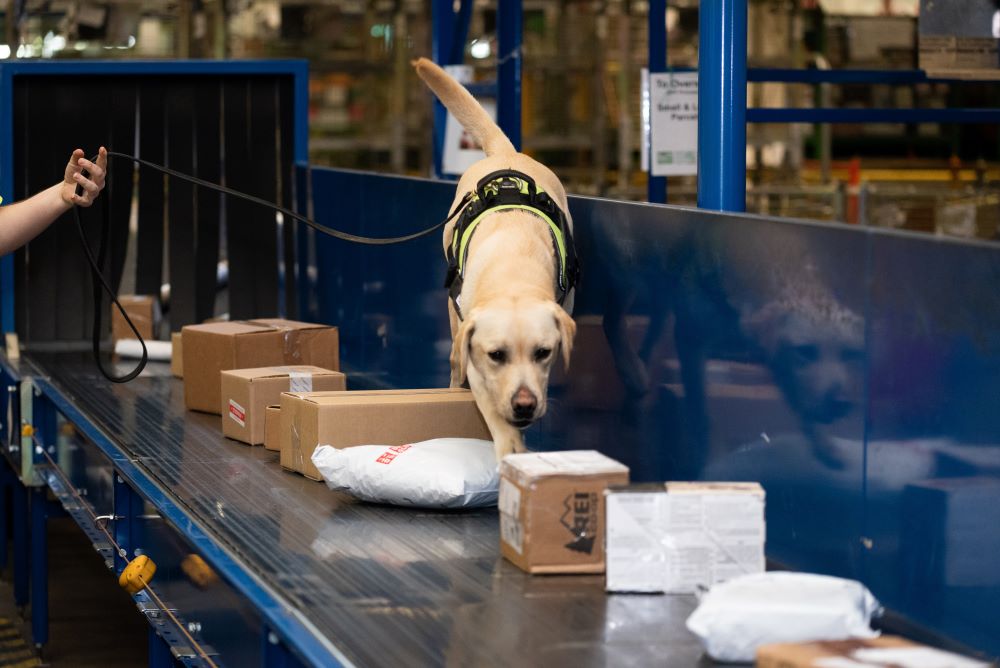 A detector dog sniffing packages