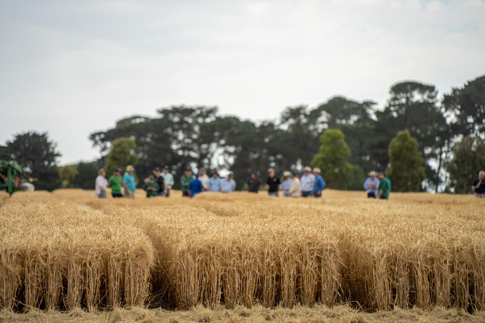 Farmers in a field of wheat
