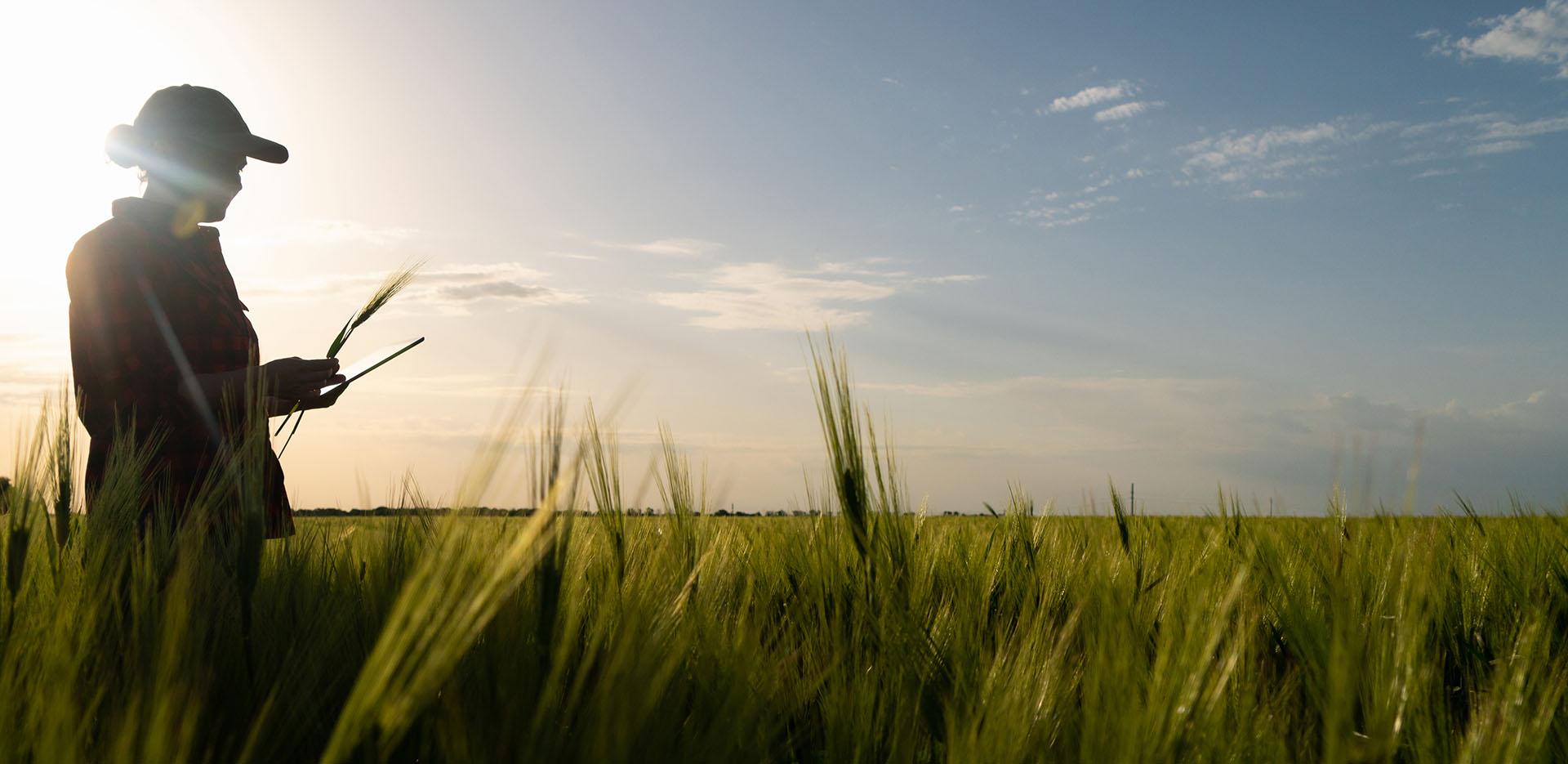 A farmer in a field at sunset