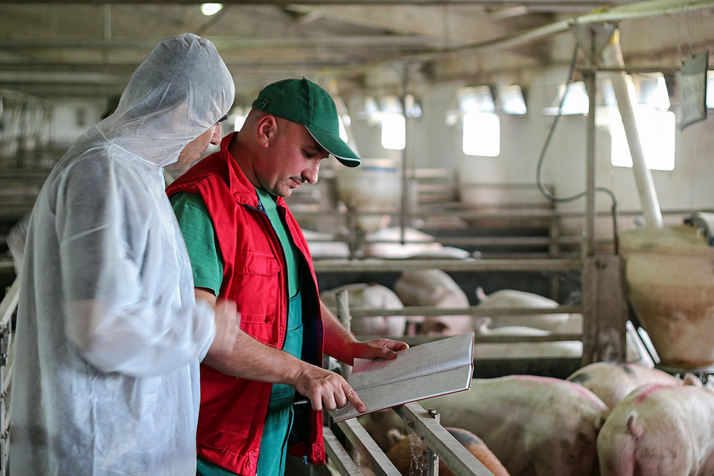 Two people inspecting a ledger while standing inside a large building containing pigs