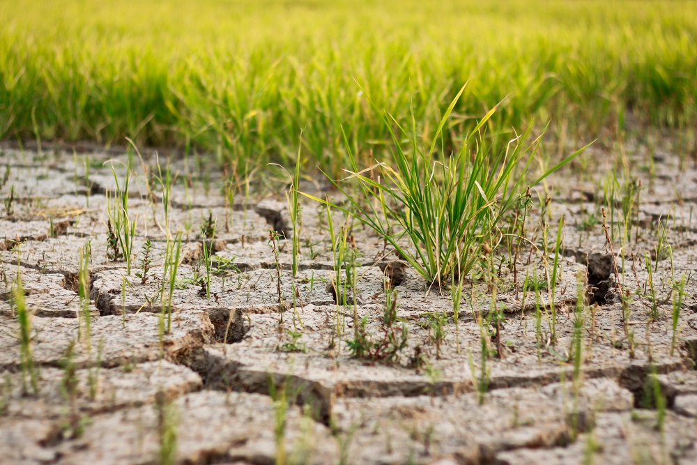 Have Your Say On The National Soil Action Plan DAFF