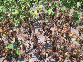 Root Rot of Cotton