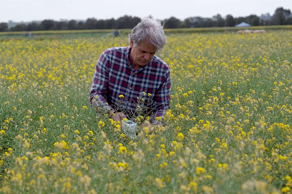Person kneeling in a field of yellow flowers