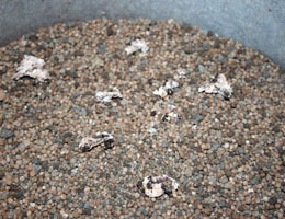 Fertiliser contaminated with bird faeces