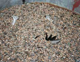 Fertiliser contaminated with feathers