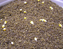 Fertiliser contaminated with seeds