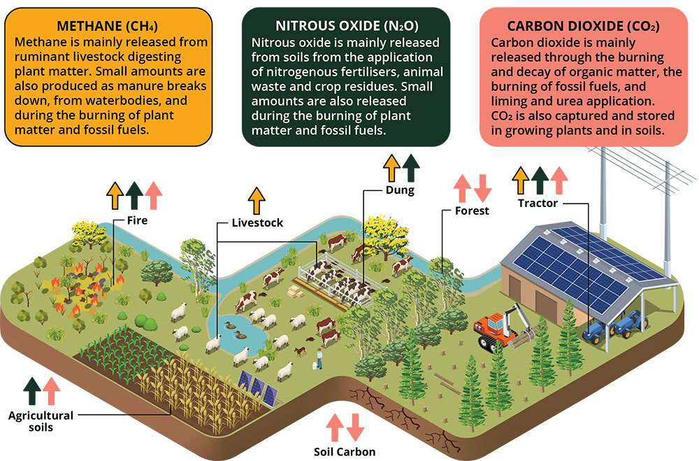 A diagram of a farm showing the greenhouse gas emissions released and stored.  Methane is mainly released from ruminant livestock digesting plant matter. Small amounts are also produced as manure breaks downs, from waterbodies, and during the burning or plant matter and fossil fuels.   Nitrous oxide is mainly released rom soils from the application of nitrogenous fertilisers, animal waste and crop residues. Small amounts are also released during the burning of plant matter an fossil fuels. 