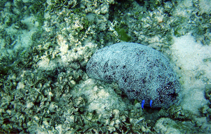 Black teatfish