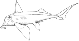 Elephantfish (Callorhinchus milii)