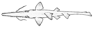 Sawshark (Pristiophorus cirratus, P. nudipinnis)