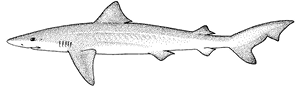 School shark (Galeorhinus galeus)