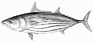 Indian Ocean skipjack tuna (Katsuwonus pelamis)