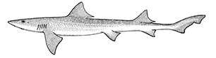 Gummy shark (Mustelus antarcticus)