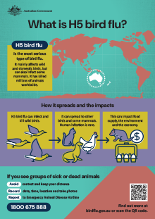 h5 bird flu fact sheet cover image