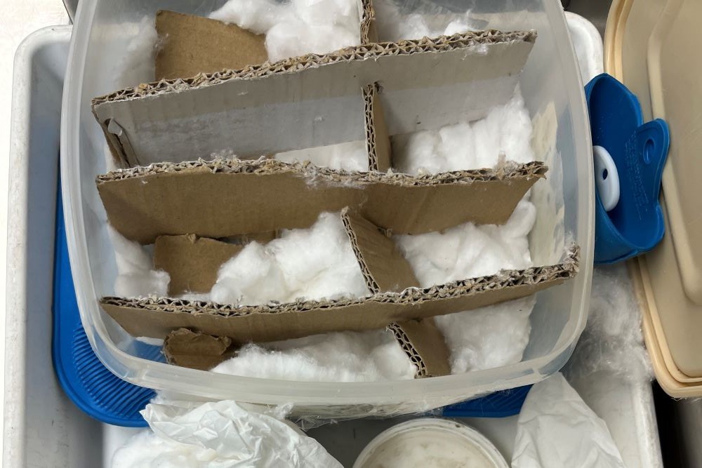 Cardboard and cotton wool packaging