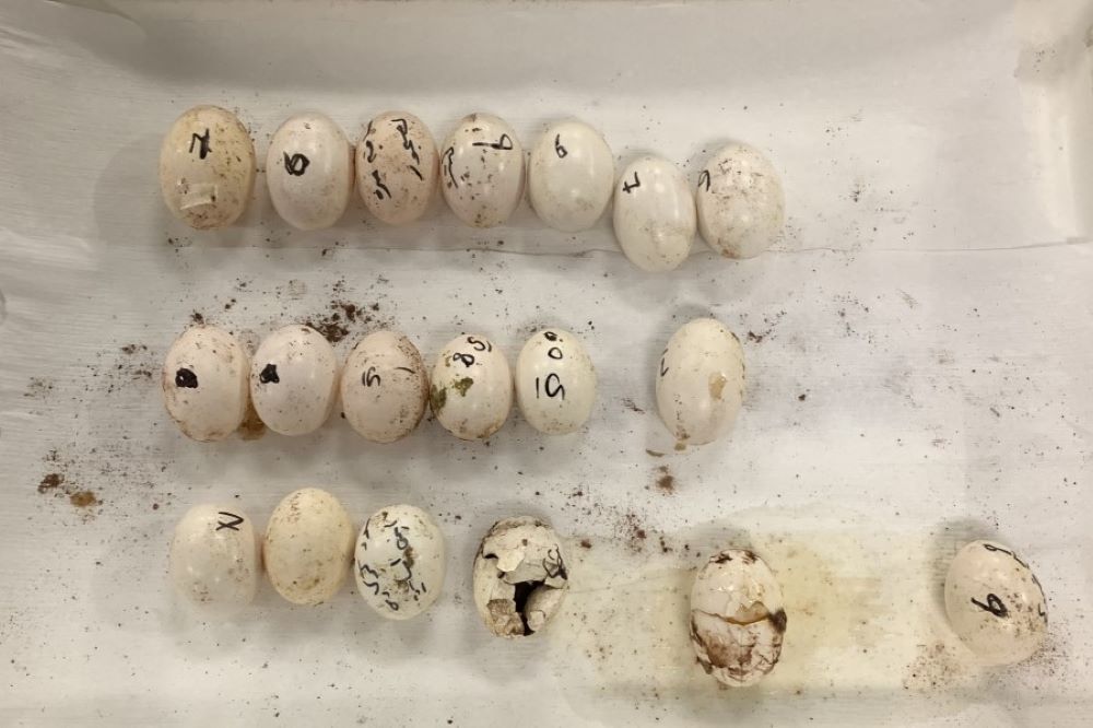 19 eggs in various states of hatching