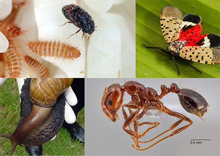 Tea Saponin manufacturer Tea Saponin manufacturer