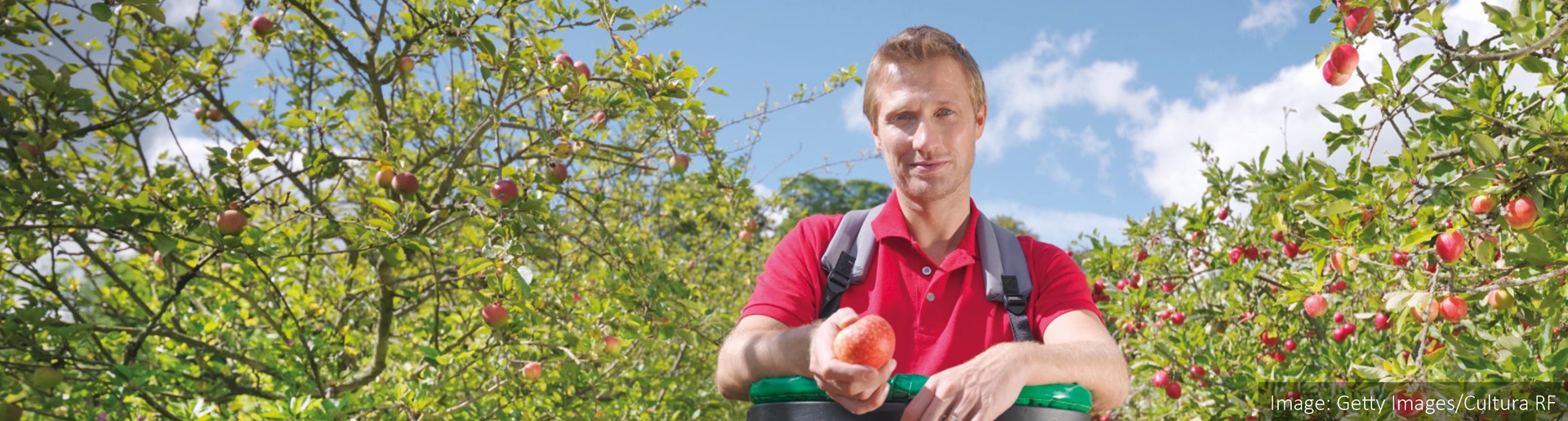 Man in an orchard picking apples and putting into a green basket in front of him.