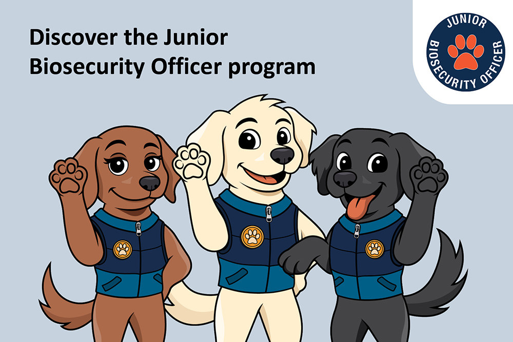 Three cartoon dogs in detector dog vests waving, text reads: Discover the junior biosecurity officer program