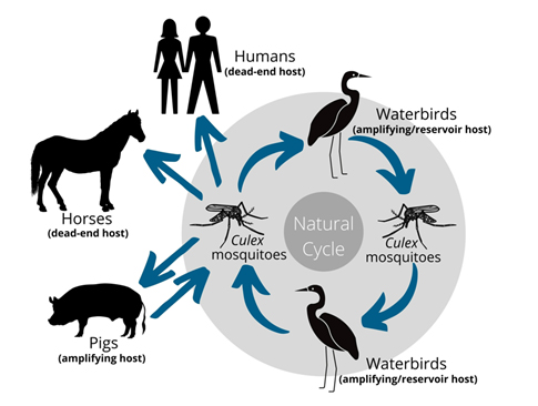 Japanese encephalitis virus - DAFF Japanese encephalitis virus - DAFF