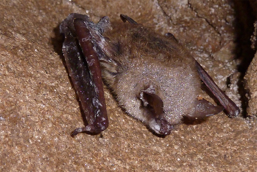 Image of a brown bat with white spots on its nose