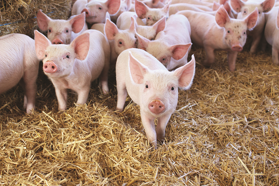 little pigs