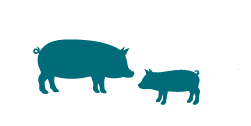 Containment of African swine fever in China and industrialisation of the Chinese pork industry will impact global markets.