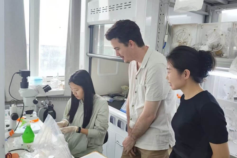 CABI demonstrate stink bug gut dissection technique