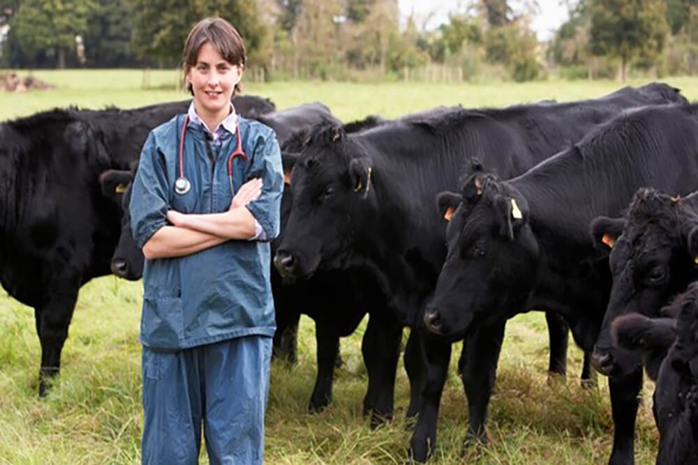 Medical professional with cattle