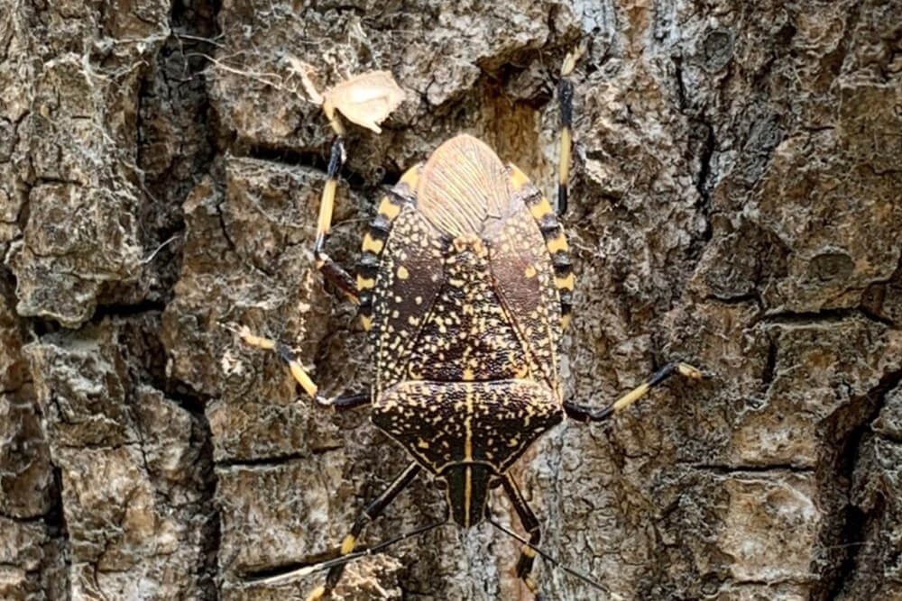Yellow spotted stink bug (Erthesina fullo)