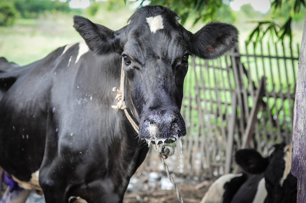 Livestock owners must be prepared for foot-and-mouth disease - DAFF Livestock owners must be prepared for foot-and-mouth disease - DAFF