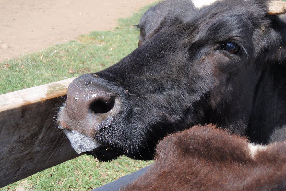 Symptoms of footandmouth disease DAFF